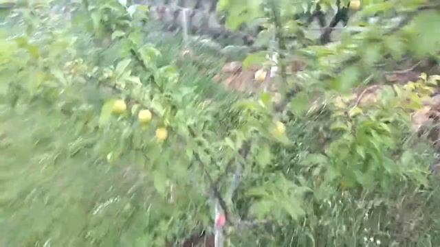 ?? ⭐Слива.  Диплоидная слива. Урожайность при правильной обрезке. Алыча крупноплодная..