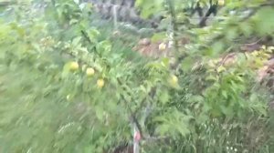 ?? ⭐Слива. Диплоидная слива. Урожайность при правильной обрезке. Алыча крупноплодная..