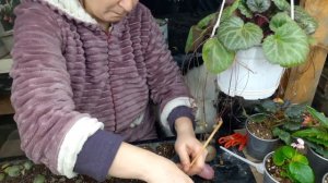 размножение камнеломки плетеносной