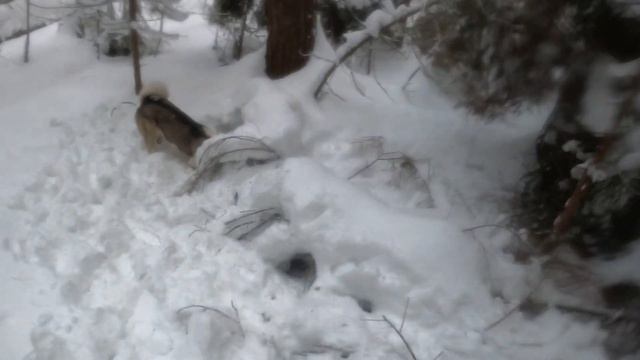 ОХОТА НА КУНИЦУ В ЯНВАРЕ 2024. ЛЫЖИ ДЛЯ ГЛУБОКОГО СНЕГА. смотреть онлайн