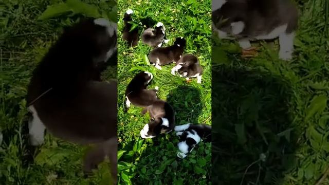 Детёныш Хаски? маленькие Хаски ?Україна хаскі ?красота