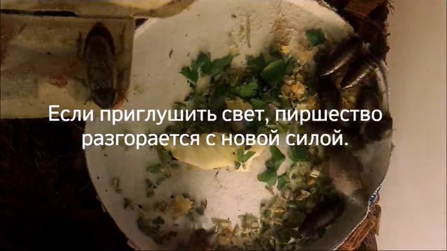 Что едят мраморные тараканы? Смотрим таймлэпс. смотреть онлайн