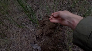 Это супер коп потому что я нашёл Золото. Удачный поиск металлоискателем в лесу