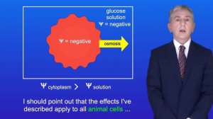 A Level Biology Revision "The Effects of Osmosis on Animal and Plant Cells"