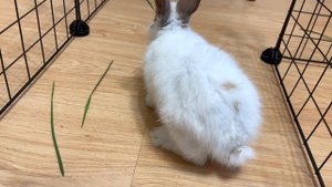 Купили Вольер для кролика Пушинка!