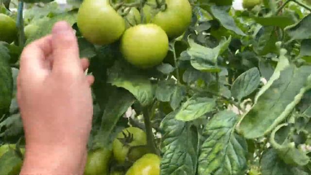 Хает в продленном обороте. 15 кистей !!! смотреть онлайн