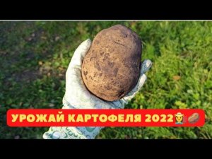 Урожай картофеля 2022