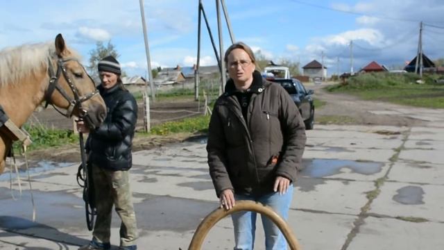 Практика: как запрячь лошадь в русскую дуговую упряжь смотреть онлайн
