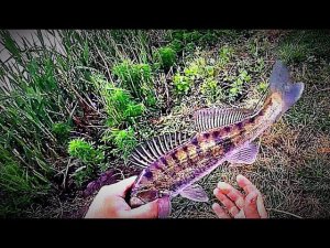 Рыбалка в паводок. Весенняя ловля судака на джиг с берега. Первое знакомство с приманками AKKOI.