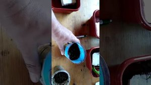 Результат укоренения пасынков винограда