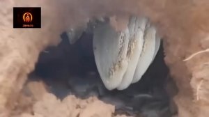 Сбор меда диких земляных пчел ! Earthen wild bee