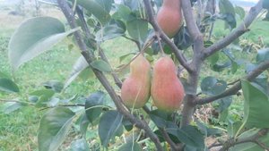 Груша Стрийська, Бере Суперфен, Яковлевська на 24.09.2023 рік Львівська обл.