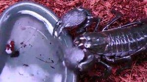 P. Imperator (emperor scorpion)