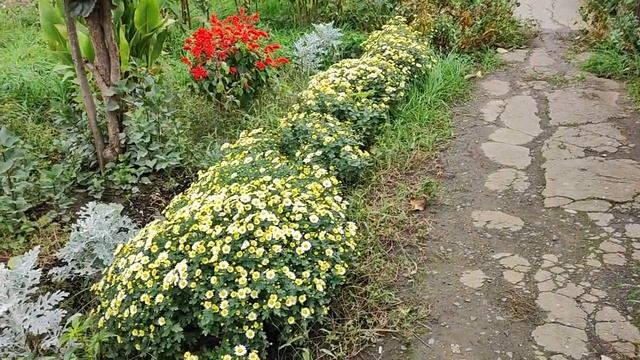 Осенний цветник на улице. Хризантемы, сальвия, цинерация, мирибилис осенью. Октябрь 2022. смотреть онлайн