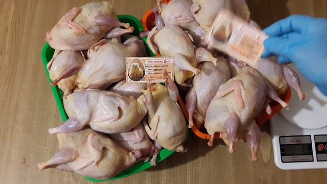 Один из самых крупных перепелов в Украине//Сравненить две породы перепелТехасский и Феникс золотой смотреть онлайн