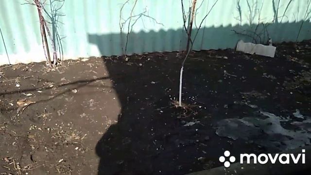 12 апреля уборка.Копченая рыбка.В огороде.В бане.Брови и что купила.Сушилка.Орхи.Чеснок.Высадка пер смотреть онлайн