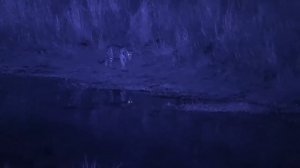 БЕЛЫЙ МЕДВЕДЬ против АМУРСКОГО ТИГРА ! КТО СИЛЬНЕЕ ?