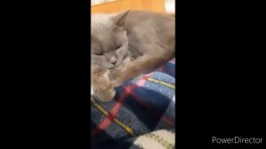 ленивый выходной//девочки играют//нашли кошке новый дом//(1 год назад)