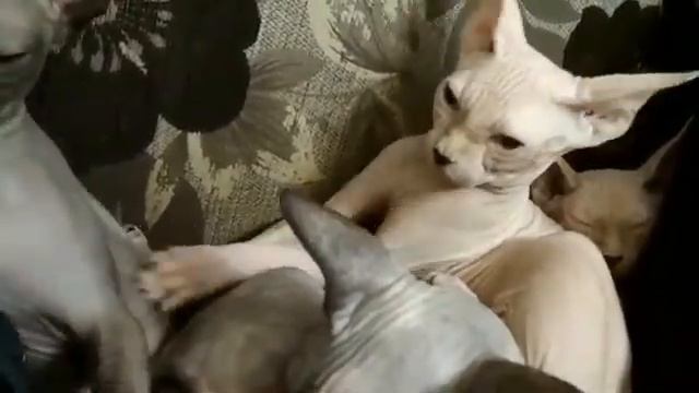 Как правильно делать массаж смотреть онлайн