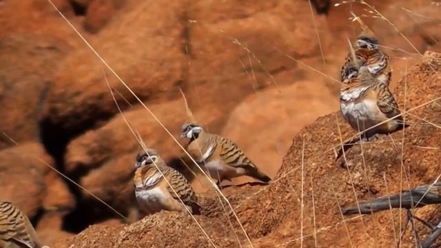 10 Самых Красивых и Интересных Пород Голубей
