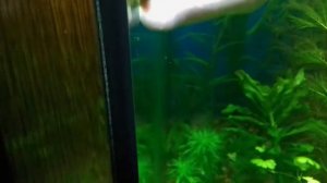 GDA - Зеленый налет на стеклах аквариума