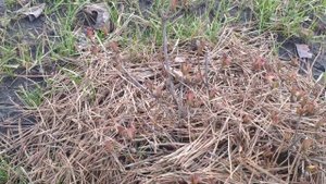 Укрытие растений на зиму. Родендроны, юкка, луковичные.