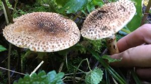 Lepiota aspera / Лепио́та шерохова́тая / freckled dapperling