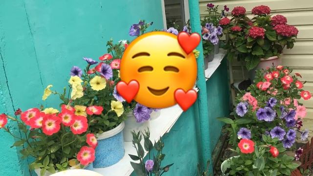 14 Июля .2021 год Дача .Петунии все цветут ???. смотреть онлайн