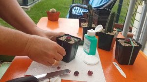 Прививка кактусов.Гимнокалициумы. pfropfen  den kaktus.358