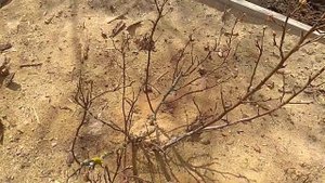 Обзор голубики в апреле