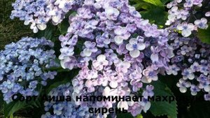 Гортензия крупнолистная Бесконечное лето   часть вторая