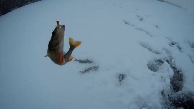 Шикарное открытие зимнего сезона рыбалки на льду 2020-2021 смотреть онлайн