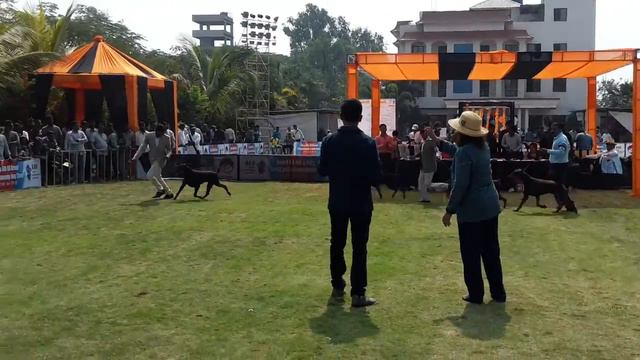 Doberman Champion Class Judging смотреть онлайн