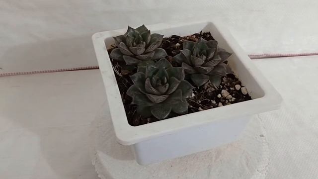 SKU - SQPOTSUC011 , Echeveria Chinensis (Echeveria Dionysos) Big Succulent Plant смотреть онлайн