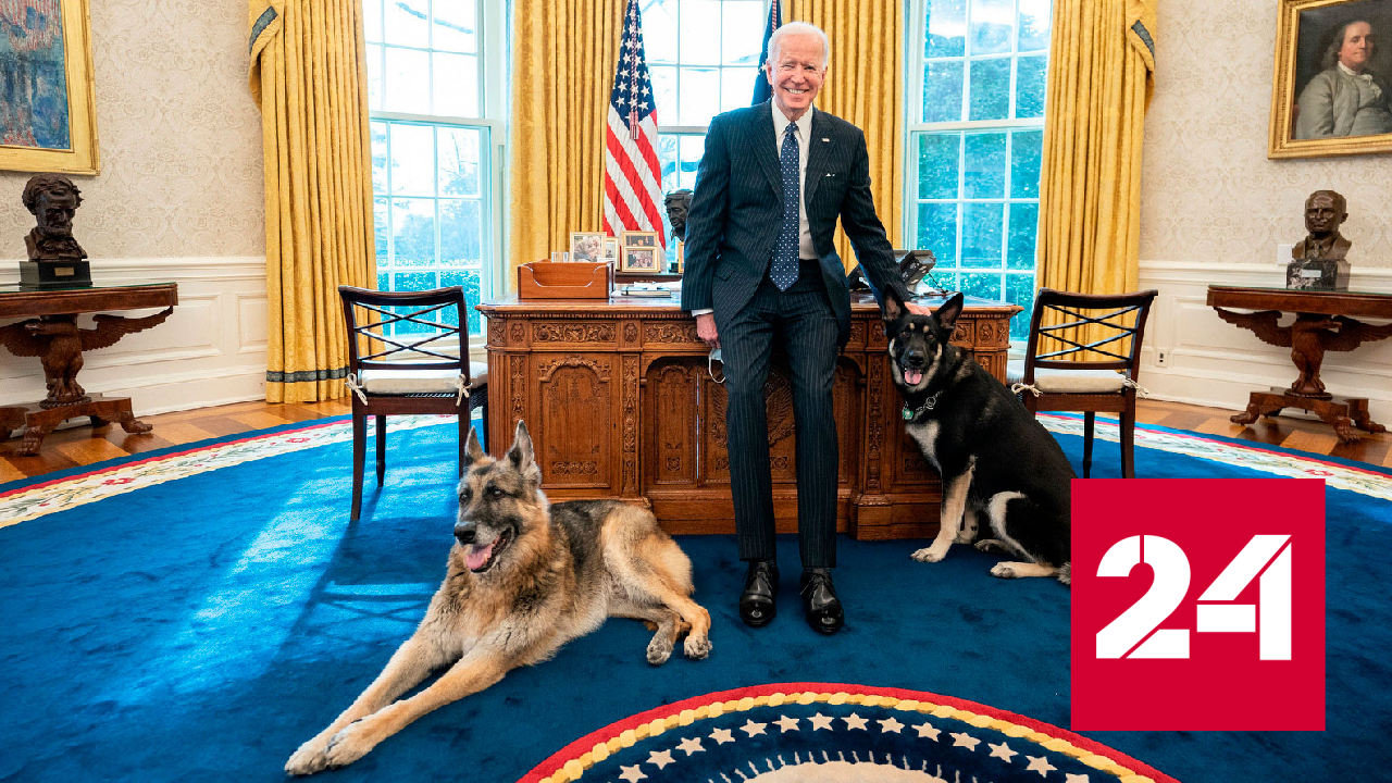 Байдену захотелось на дерево, а его собака снова покусала человека - Россия 24