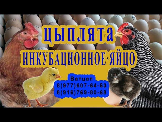 предлагаю инкубационое яйцо цветного бройлера и индейки хайбрит конвертер