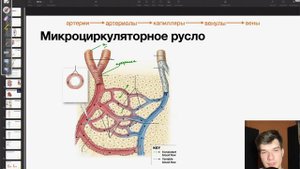 6.50. Микроциркуляторное русло | Анатомия к ЕГЭ | Георгий Мишуровский