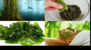 ламинария японская(морская капуста)