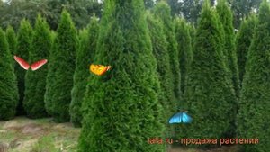 Туя западная Смарагд (thuja occidentalis smaragd) ? Смарагд обзор: как сажать, саженцы туи Смарагд
