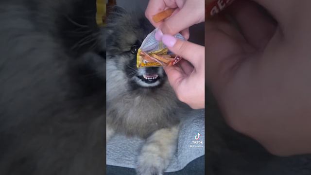 Адвент - календар для собаки смотреть онлайн