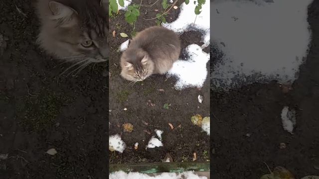 Почему оса и осёл, это разные животные#Shorts????? смотреть онлайн