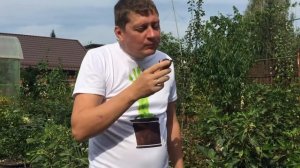 Инжир. Сорт Руж Де Бардо. Пробуем плоды.
