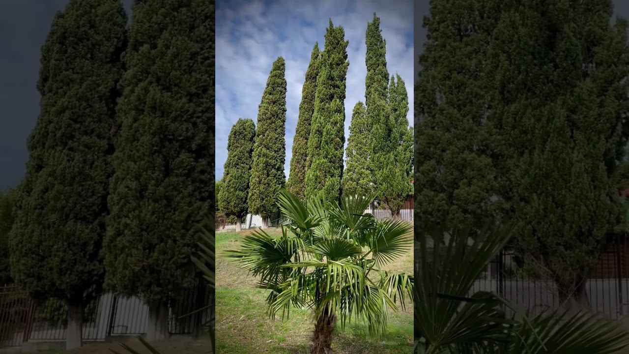 Зима в Сочи. Пальма и кипарисы. #сочи #пальма #кипарисы смотреть онлайн