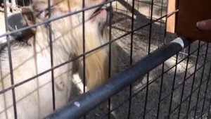 Коза плюётся и издает странные звуки