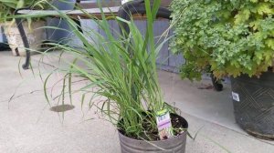 Лимонное сорго. New plant lemongrass.