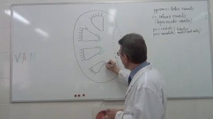 Почки  Строение и кровоснабжение , физиология