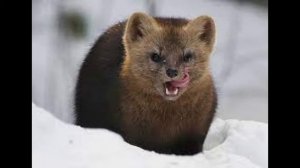 Интересные факты о соболе . #Sable .  #Cоболь