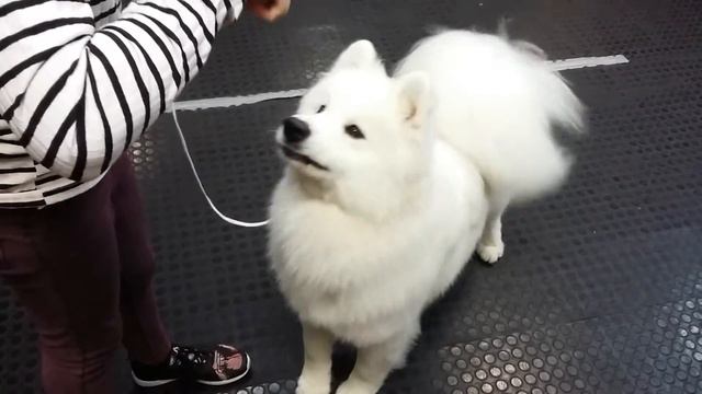 Симба и команда "зубы" смотреть онлайн