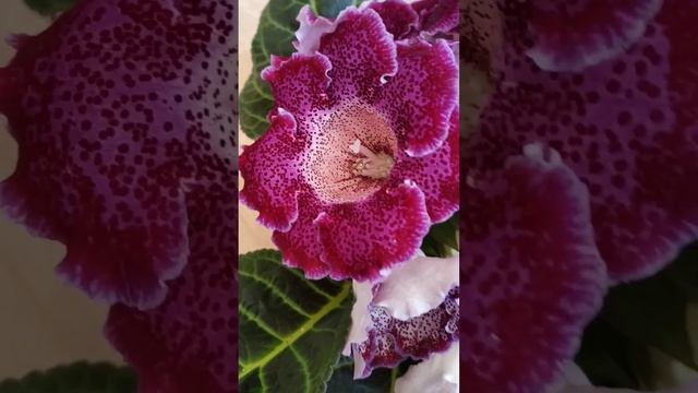 МАЙ-ЧЕРНИЧКА смотреть онлайн