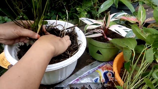 Cara mudah menanam anthurium mini смотреть онлайн